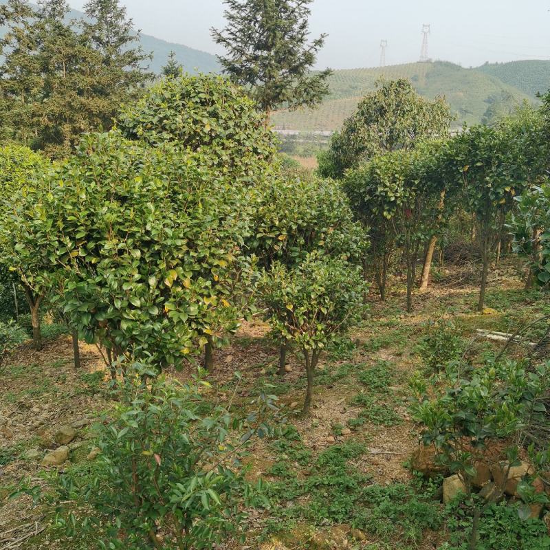 供应茶花，各种规格占地茶花，赤丹，六角大红，等……………