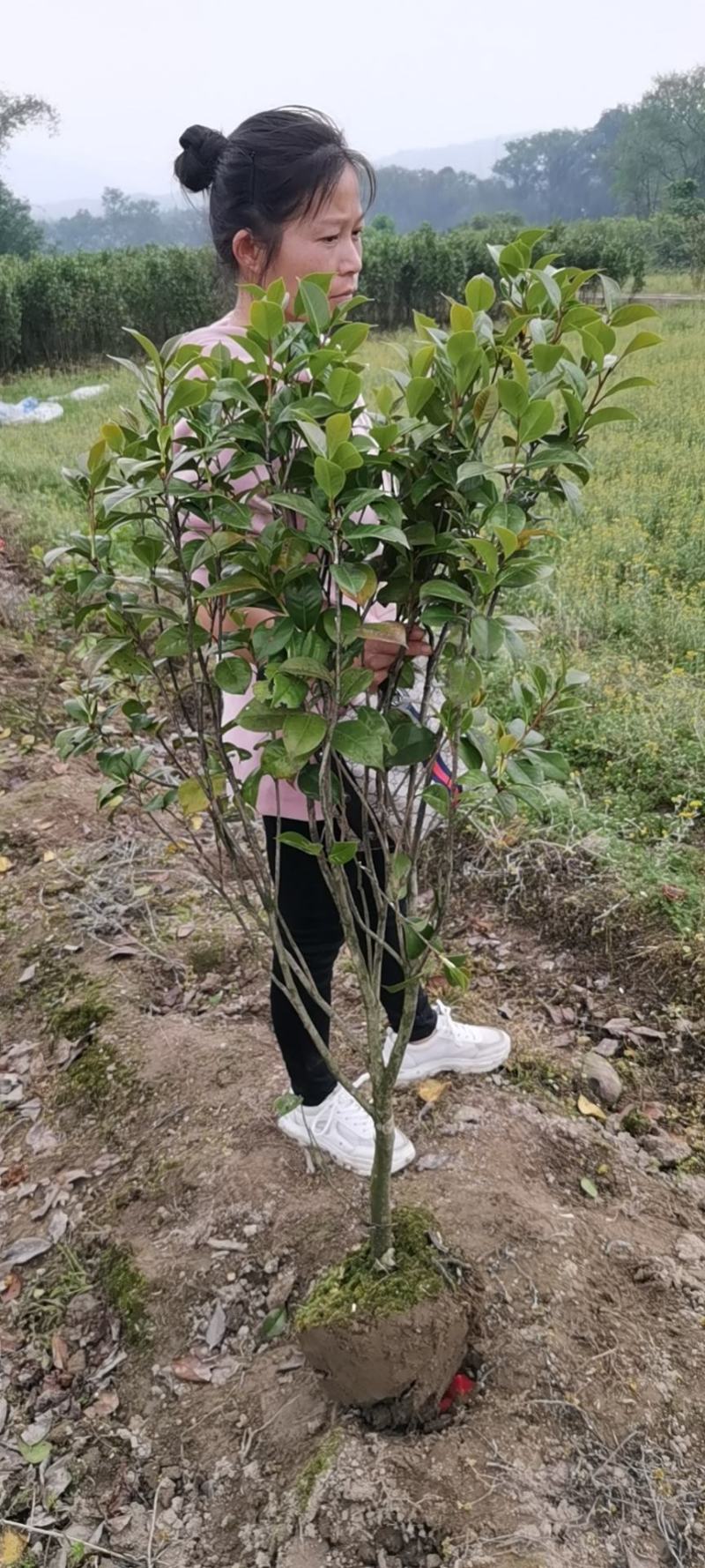 供应茶花，各种规格占地茶花，赤丹，六角大红，等……………