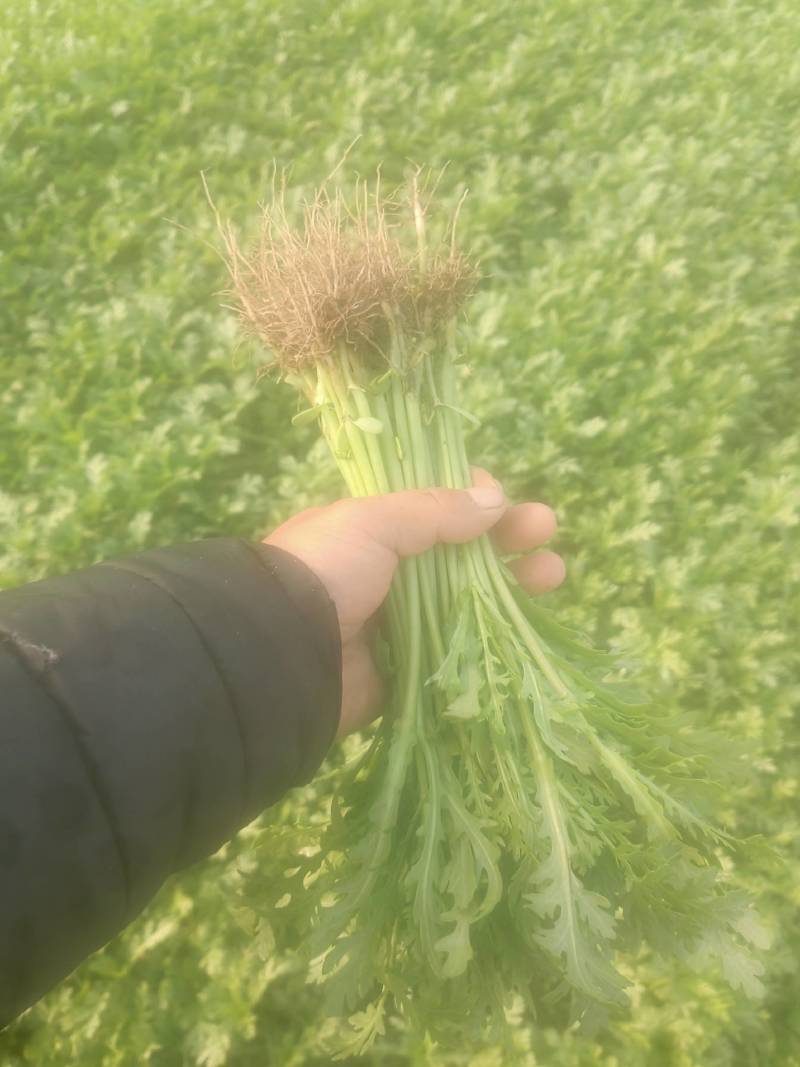 光杆茼蒿、大棚茼蒿、小把一斤左右、长期有货