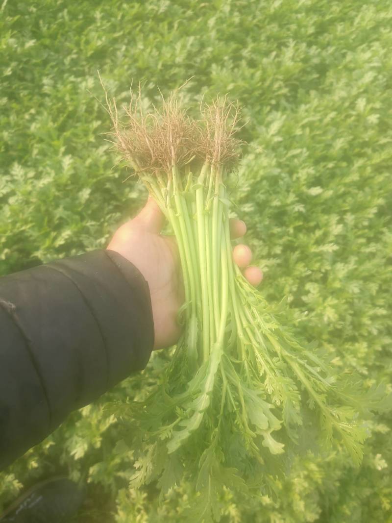 光杆茼蒿、大棚茼蒿、小把一斤左右、长期有货