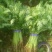 光杆茼蒿、大棚茼蒿、小把一斤左右、长期有货