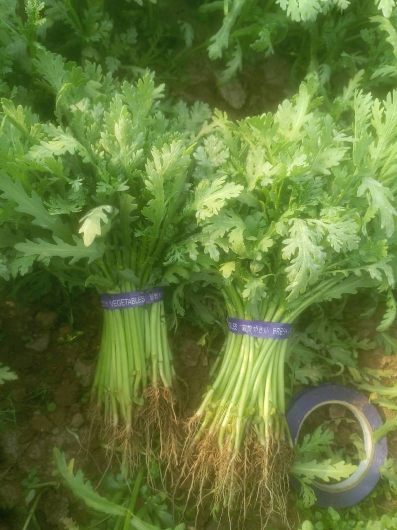 光杆茼蒿、大棚茼蒿、小把一斤左右、长期有货