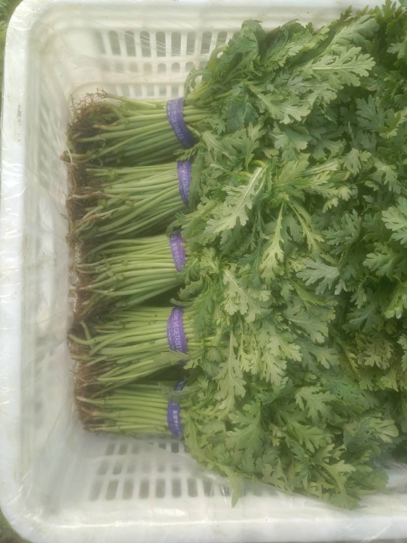 光杆茼蒿、大棚茼蒿、小把一斤左右、长期有货