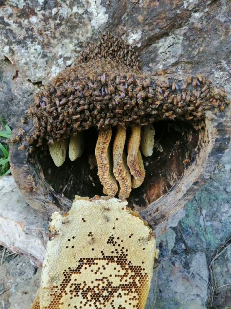 野生蜂蜜，产地直发，一手货源品质保证，冬蜜夏蜜都有