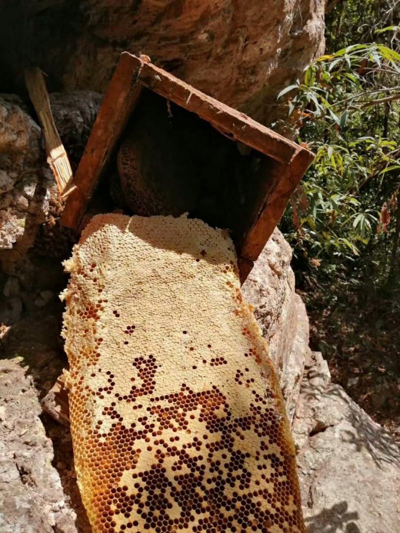 野生蜂蜜，产地直发，一手货源品质保证，冬蜜夏蜜都有