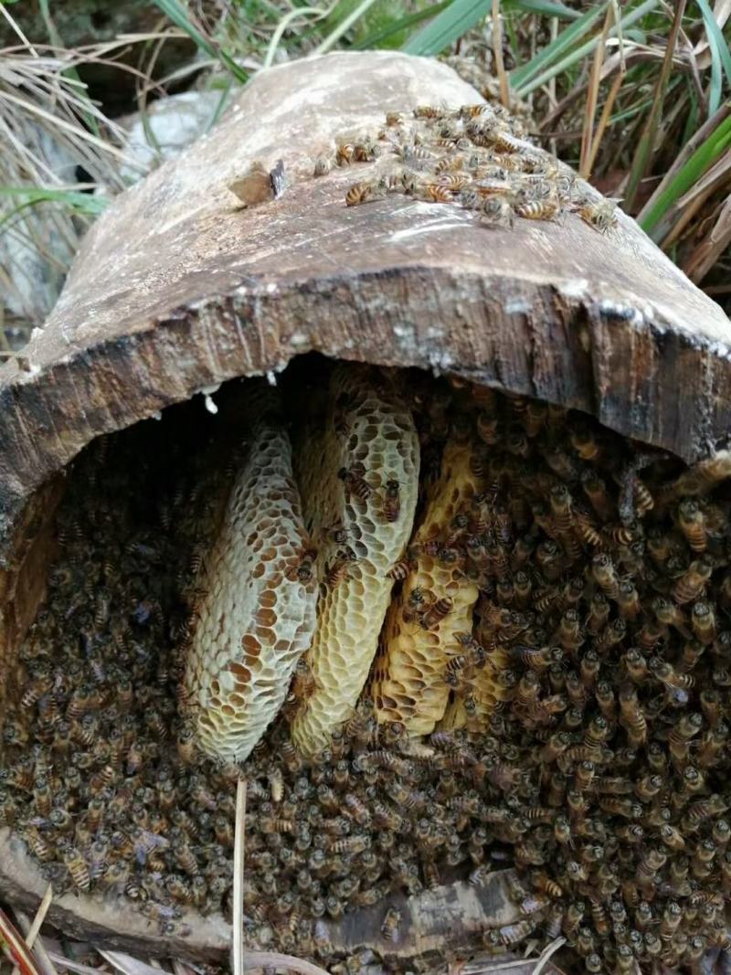 野生蜂蜜，产地直发，一手货源品质保证，冬蜜夏蜜都有