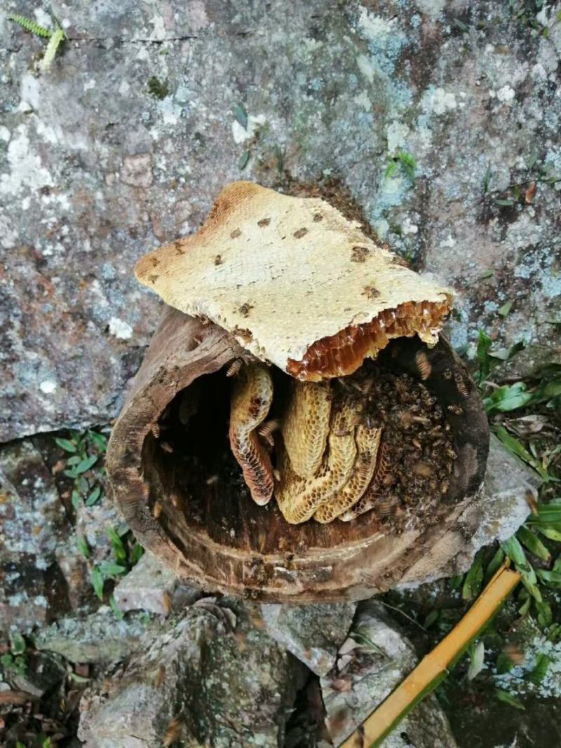 野生蜂蜜，产地直发，一手货源品质保证，冬蜜夏蜜都有