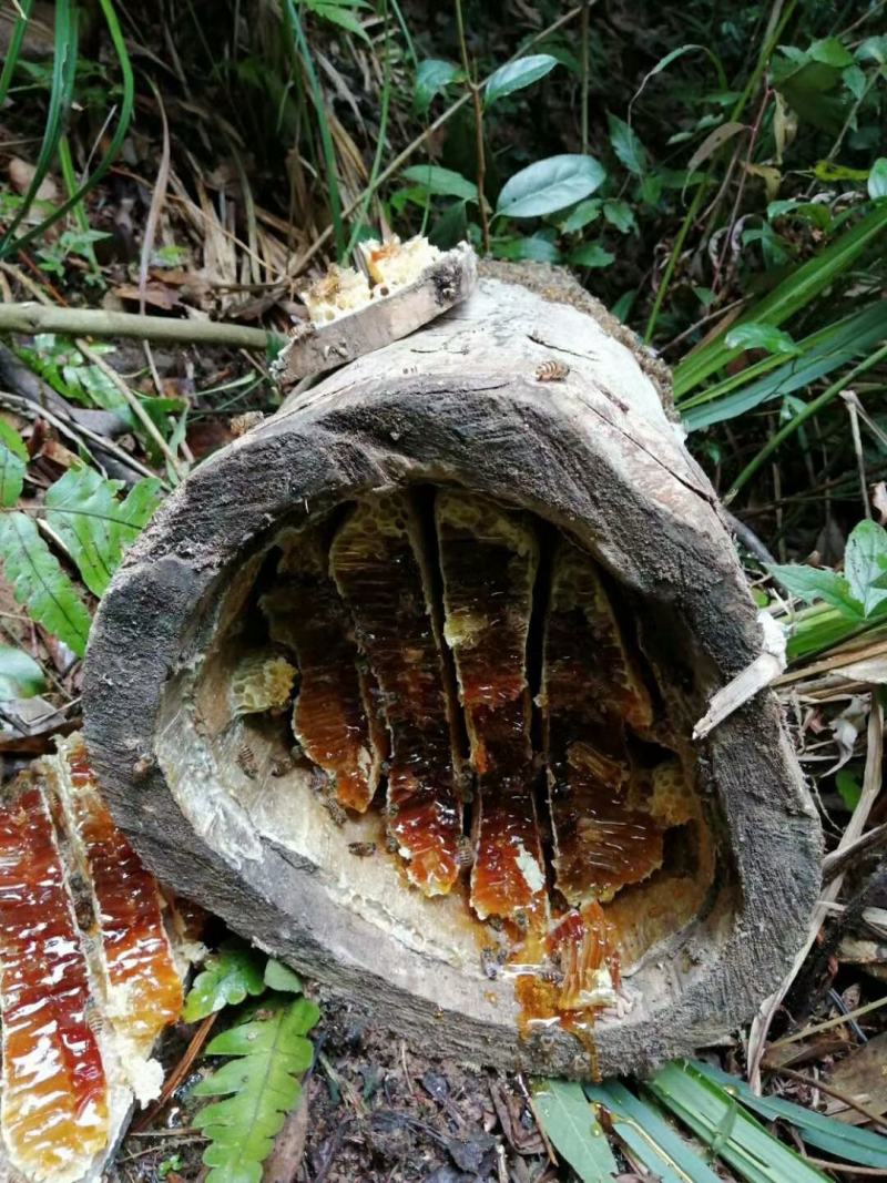 野生蜂蜜，产地直发，一手货源品质保证，冬蜜夏蜜都有