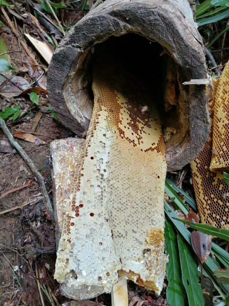 野生蜂蜜，产地直发，一手货源品质保证，冬蜜夏蜜都有