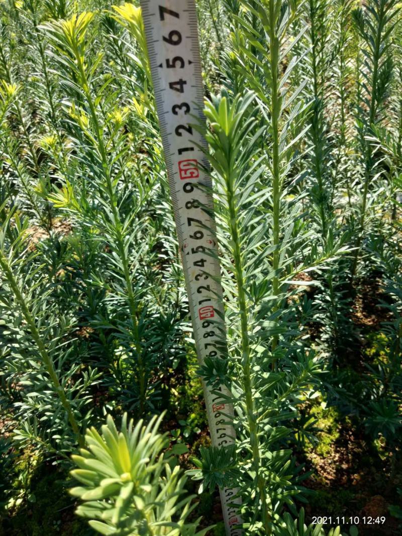 雀舌罗汉松，罗汉松，罗汉松小苗，场地直供裸根保湿发货。