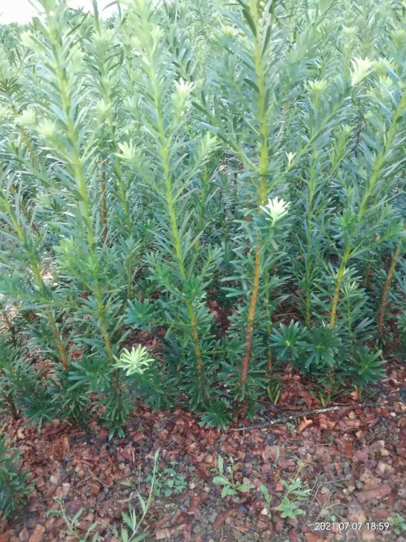 雀舌罗汉松，罗汉松，罗汉松小苗，场地直供裸根保湿发货。