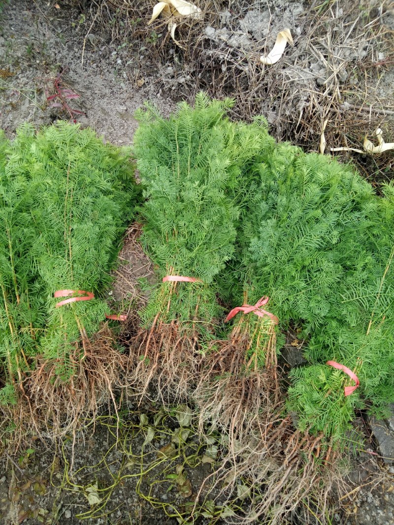 水杉树是绿化造林，树高大美观，耐寒存活率高，适应水土湿，