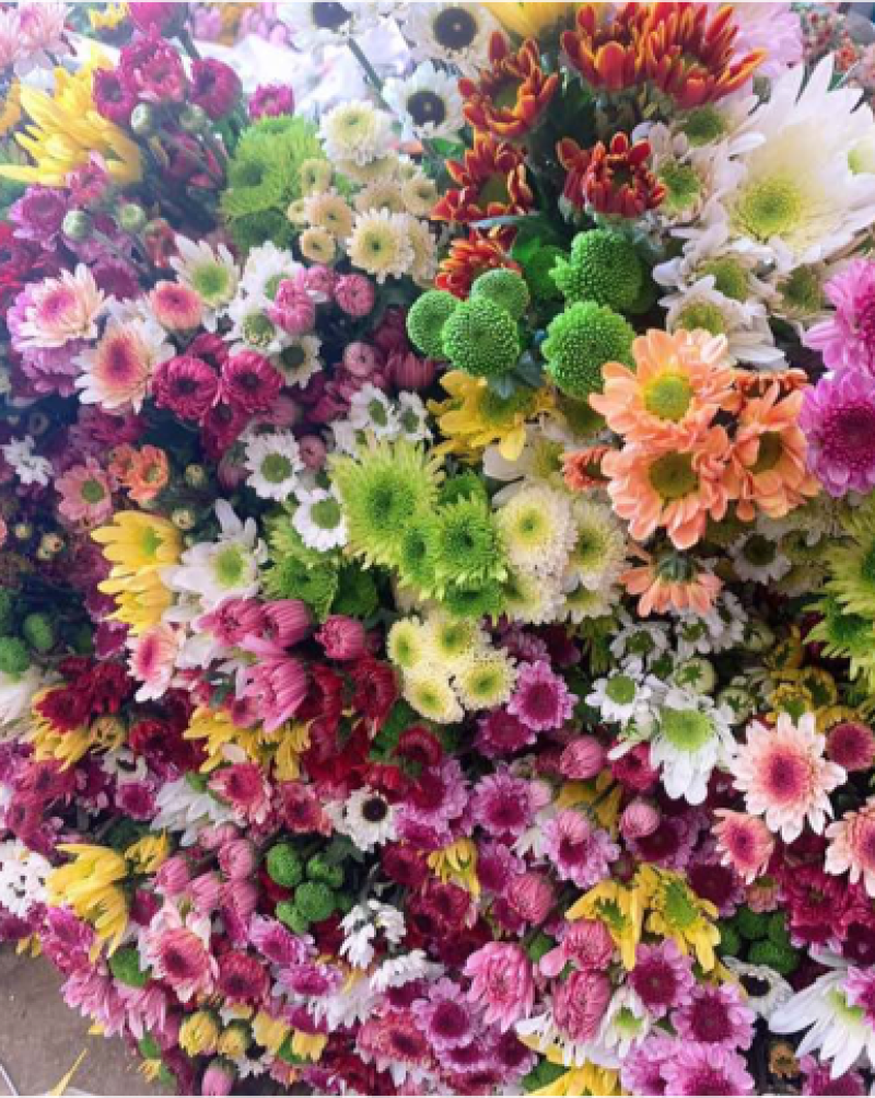年宵花云南鲜花小雏菊批发鲜切花小雏菊颜色齐全包邮