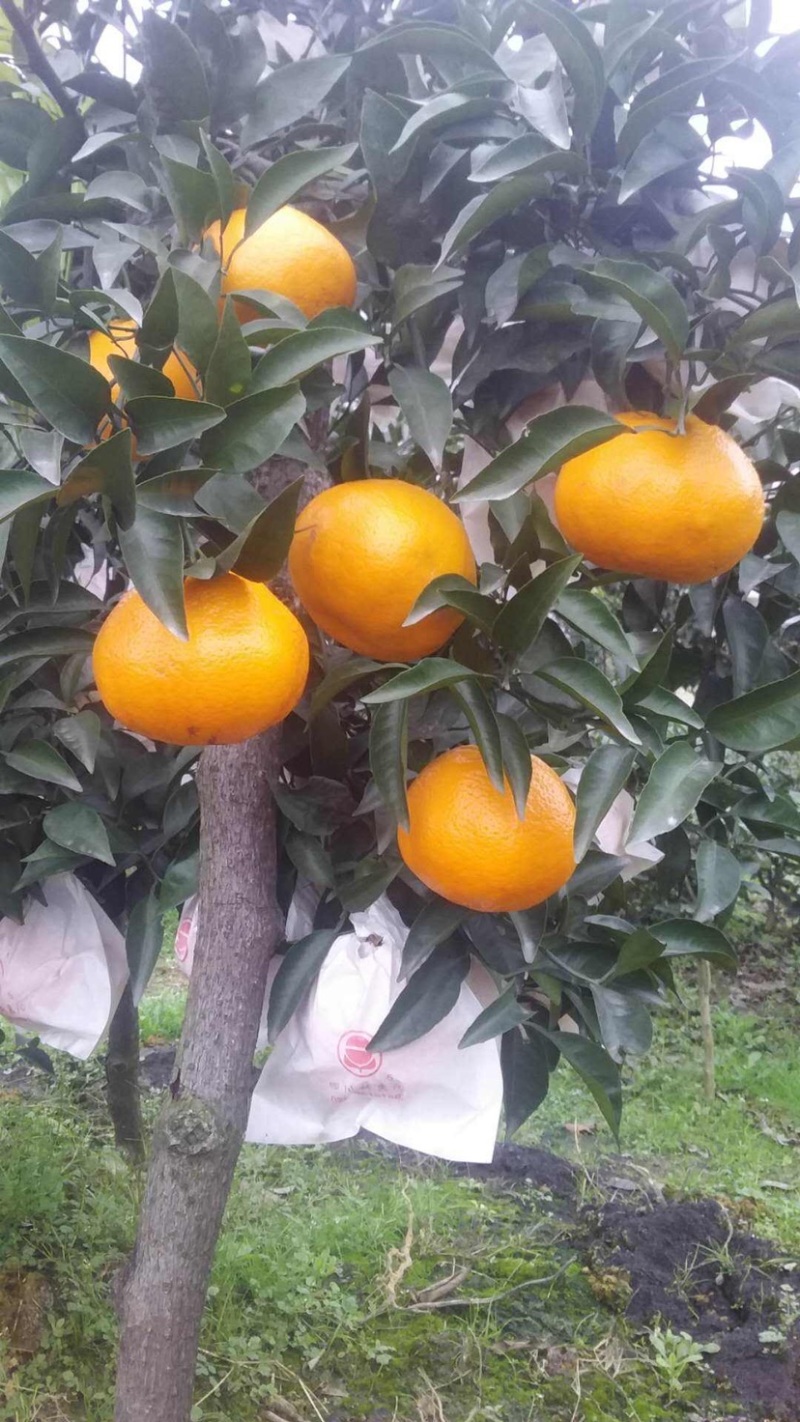 蒲江春见，种植户基地直销，欢迎来电