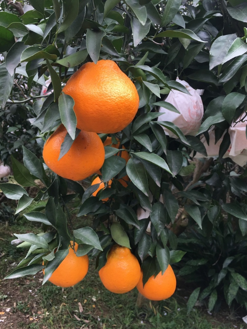 蒲江春见，种植户基地直销，欢迎来电