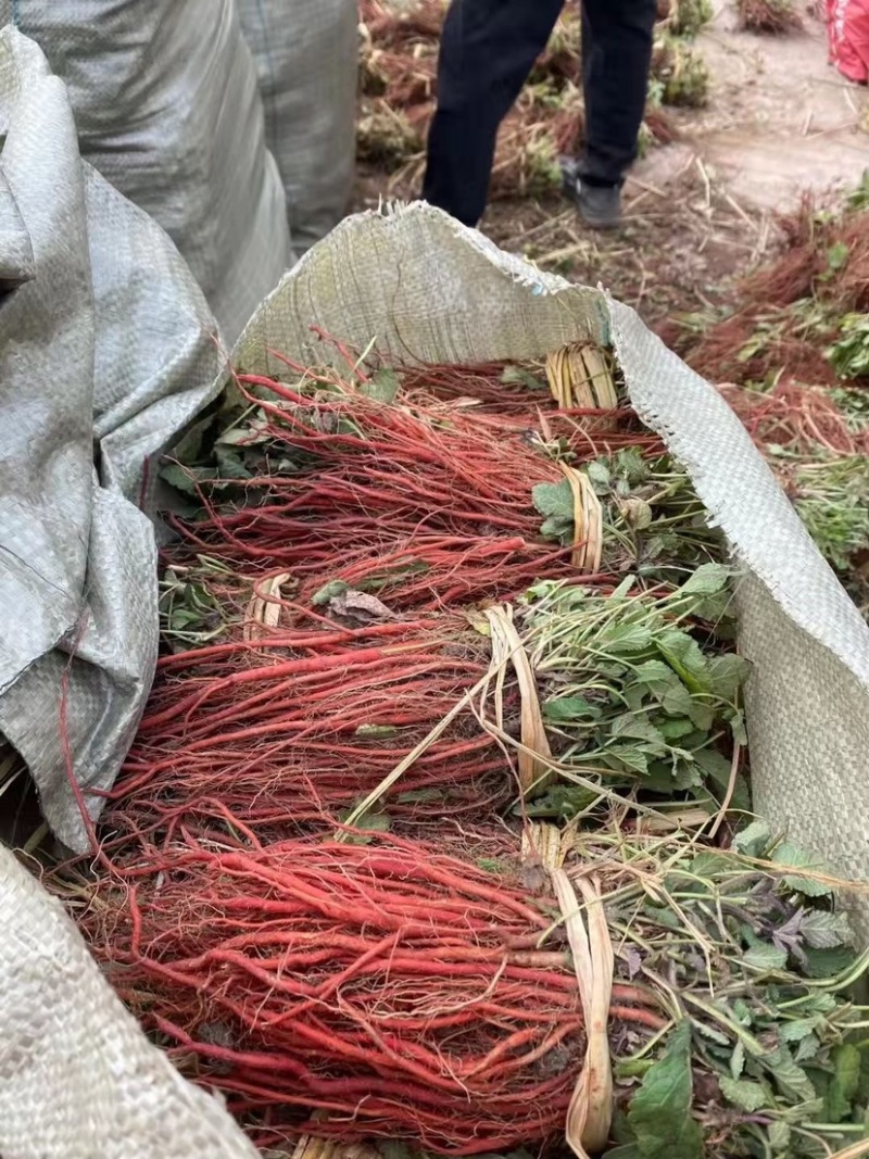 一年丹参苗品种丹参苗丹参苗