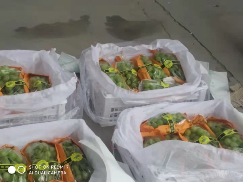 阳光玫瑰将进入到记时，货源充足，货挺好，13克以上