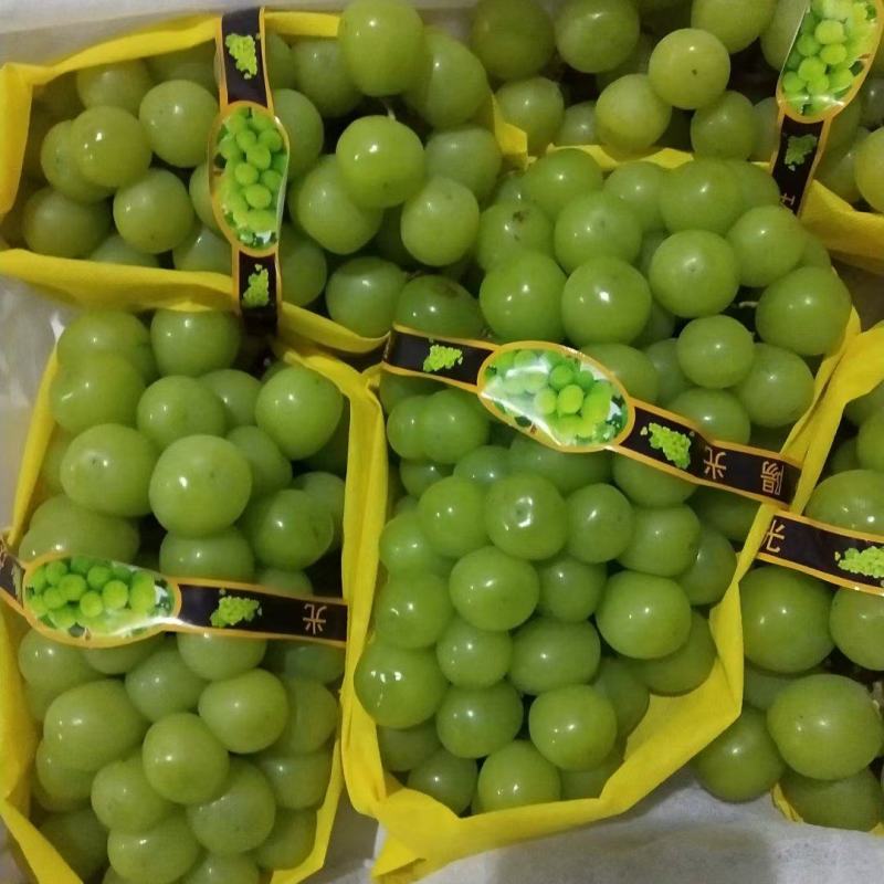 阳光玫瑰将进入到记时，货源充足，货挺好，13克以上