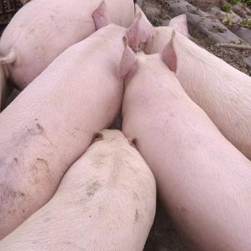 肥猪、淘汰母猪、小猪苗、长期有货、质量保证