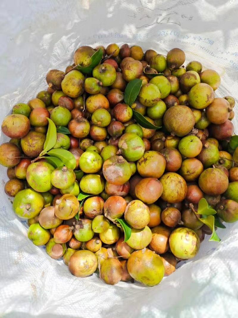 广西高山干茶籽，瑶山野生小茶2.4油量，干茶籽包邮