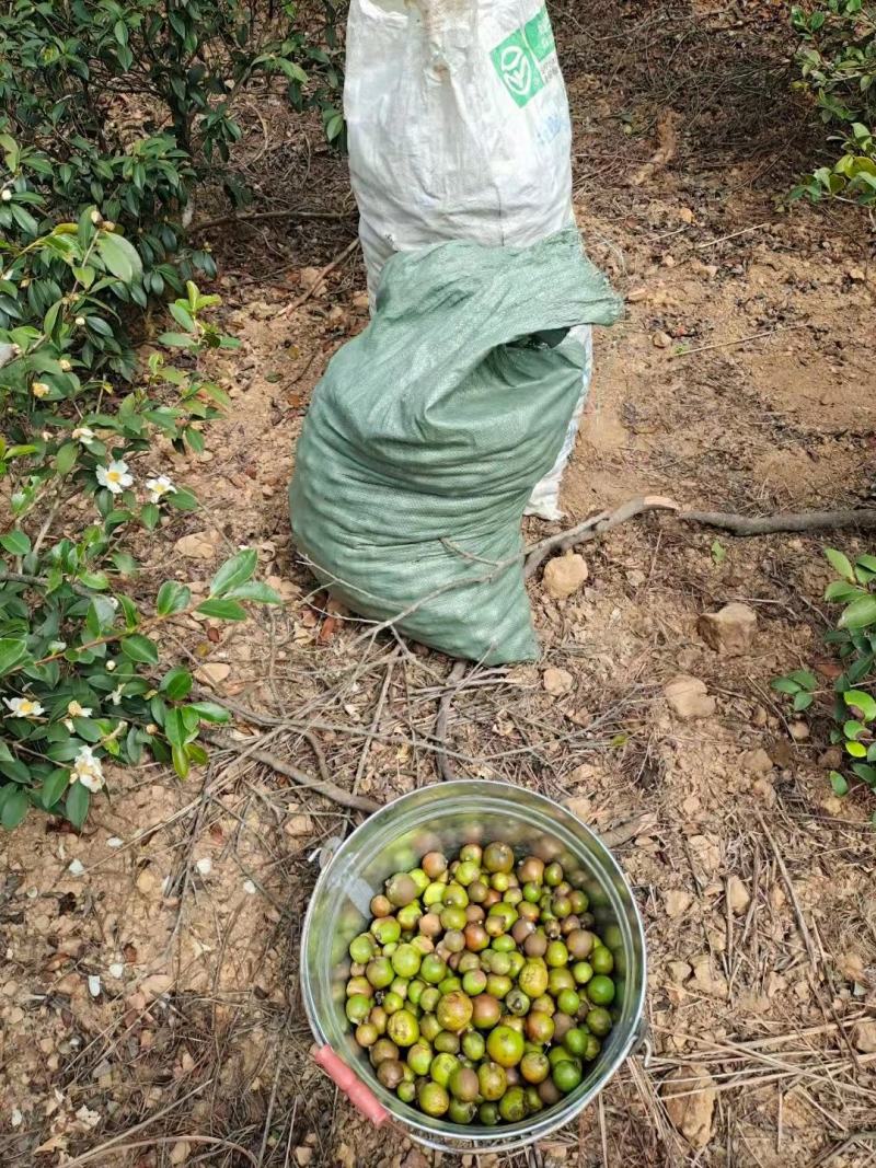 广西高山干茶籽，瑶山野生小茶2.4油量，干茶籽包邮