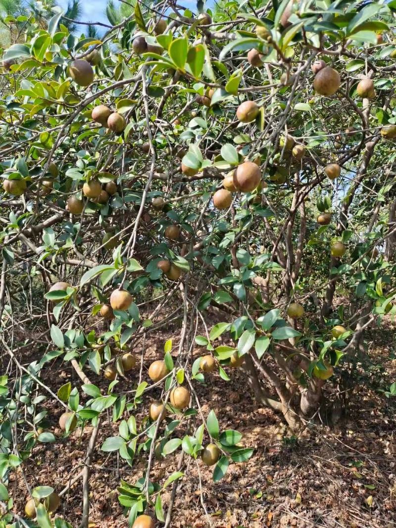 广西高山干茶籽，瑶山野生小茶2.4油量，干茶籽包邮