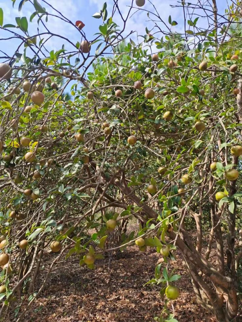 广西高山干茶籽，瑶山野生小茶2.4油量，干茶籽包邮