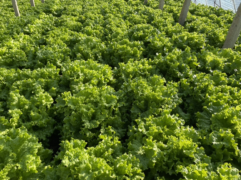 散叶生菜种植使用遮阳网进行遮阳处理 生菜种植遮阳网覆盖图