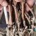 妮娜皇后葡萄苗质量好大量上市价格便宜欢迎采购