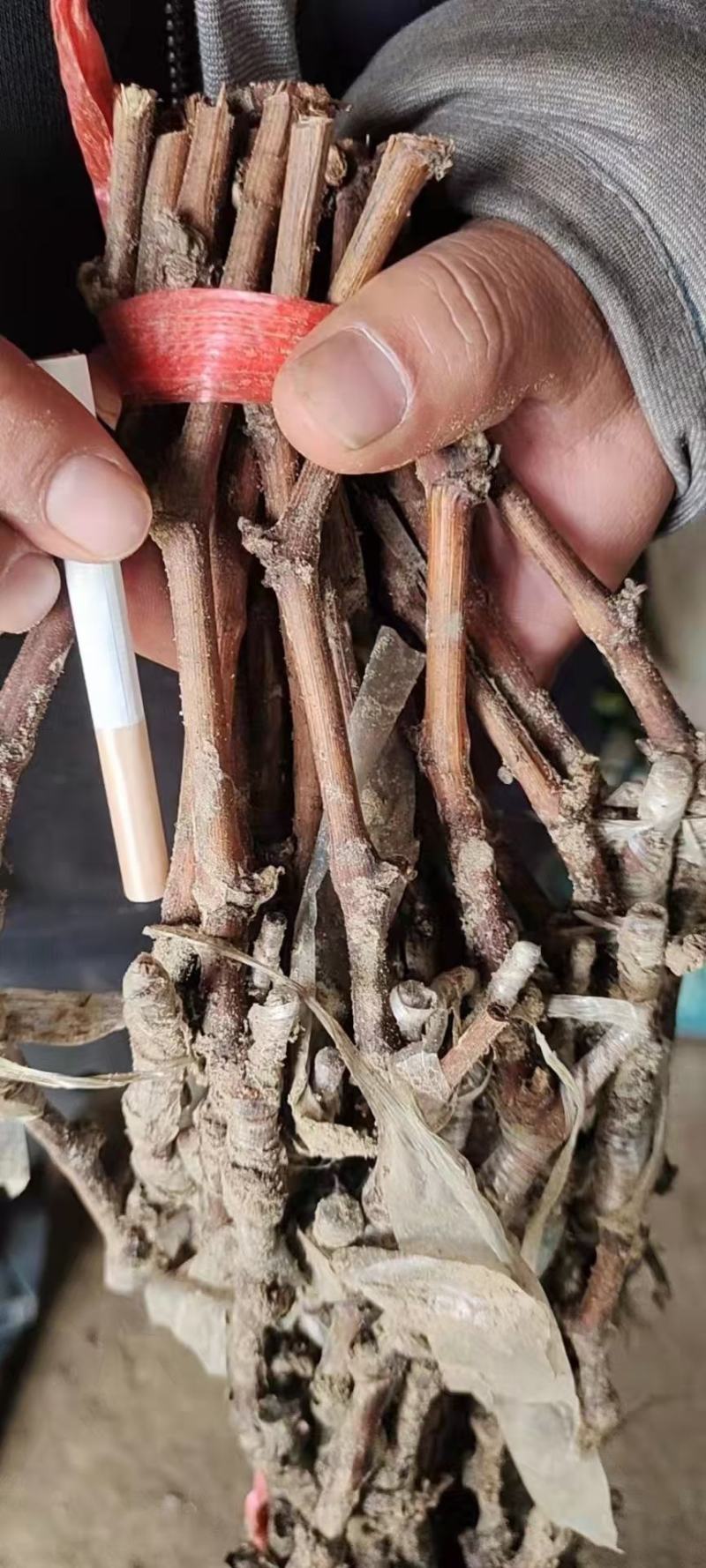 妮娜皇后葡萄苗质量好大量上市价格便宜欢迎采购