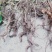 千斤拔云南纯野生大自然量大从优随时供应