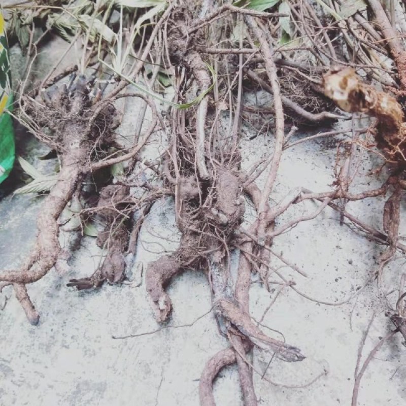 千斤拔云南纯野生大自然量大从优随时供应