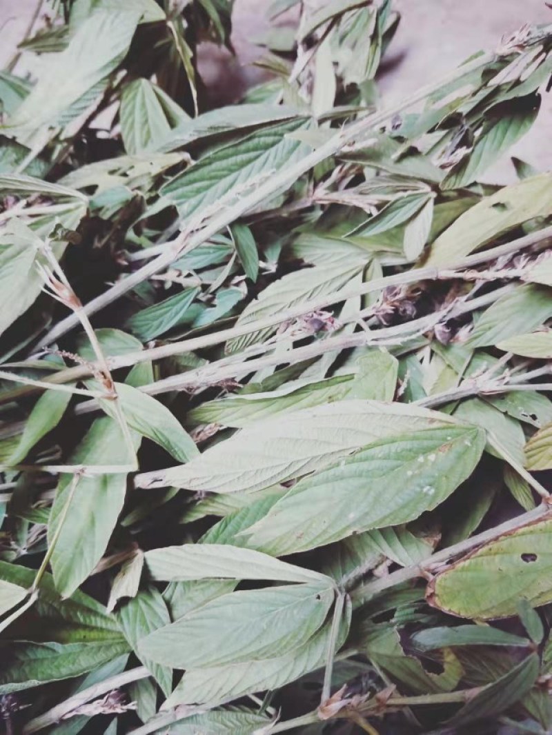 千斤拔云南纯野生大自然量大从优随时供应