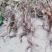 千斤拔云南纯野生大自然量大从优随时供应