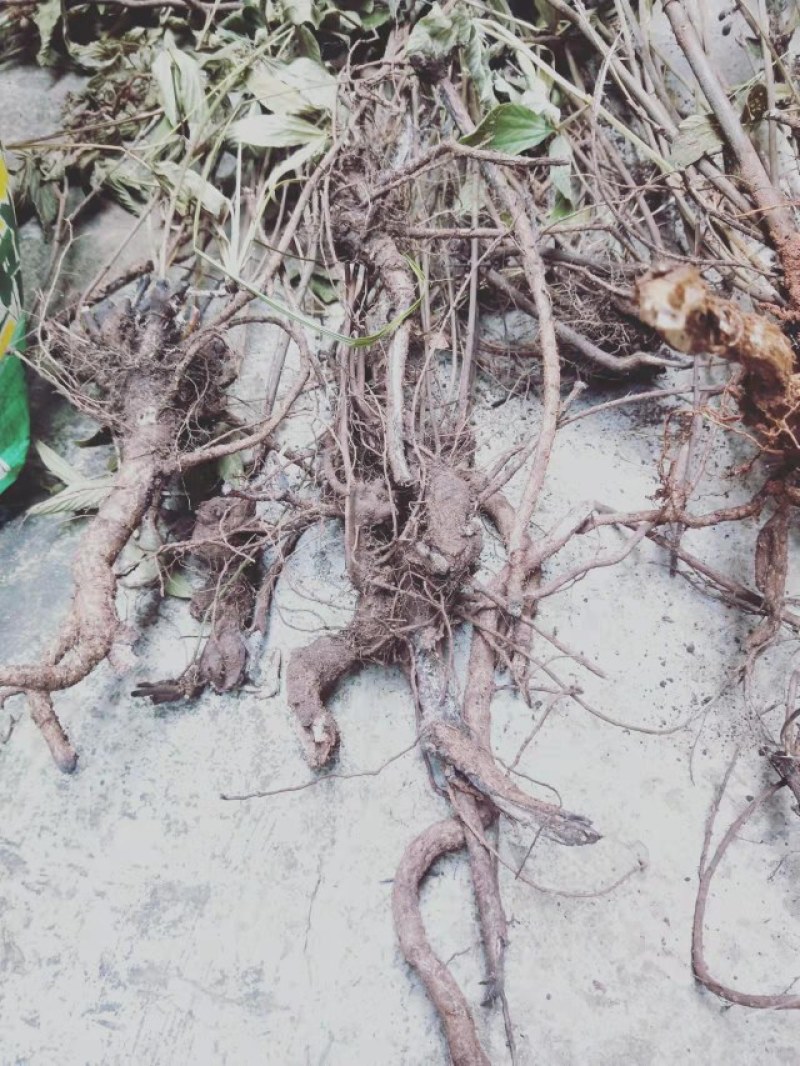 千斤拔云南纯野生大自然量大从优随时供应