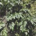 千斤拔云南纯野生大自然量大从优随时供应