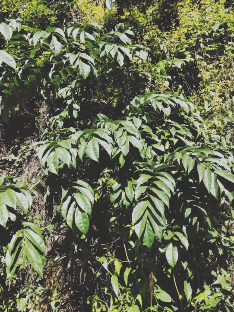 千斤拔云南纯野生大自然量大从优随时供应