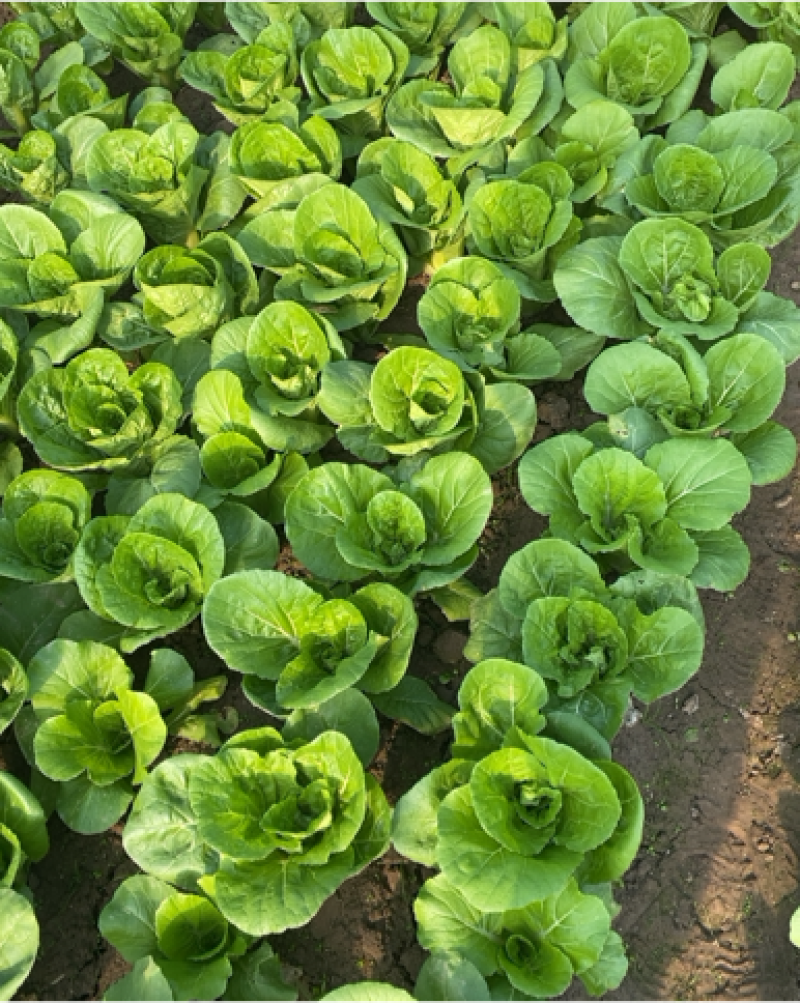 油菜