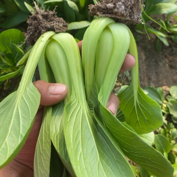 油菜