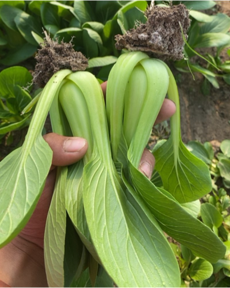 油菜