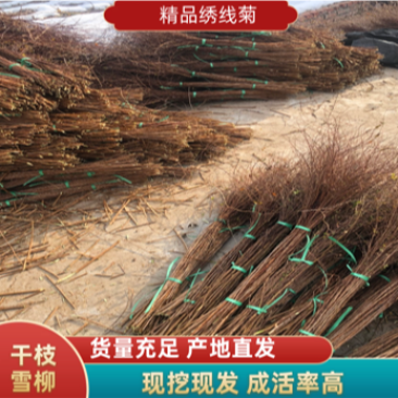 干枝雪柳珍珠绣线菊枝条产地直发保质保量嫩条黄条