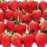 辽宁丹东红颜草莓大量上市产地供货可对接电商欢迎采购