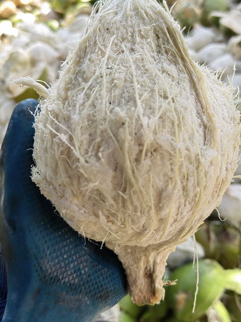 新鲜椰白，正宗海南文昌特产，去皮椰子，易开口