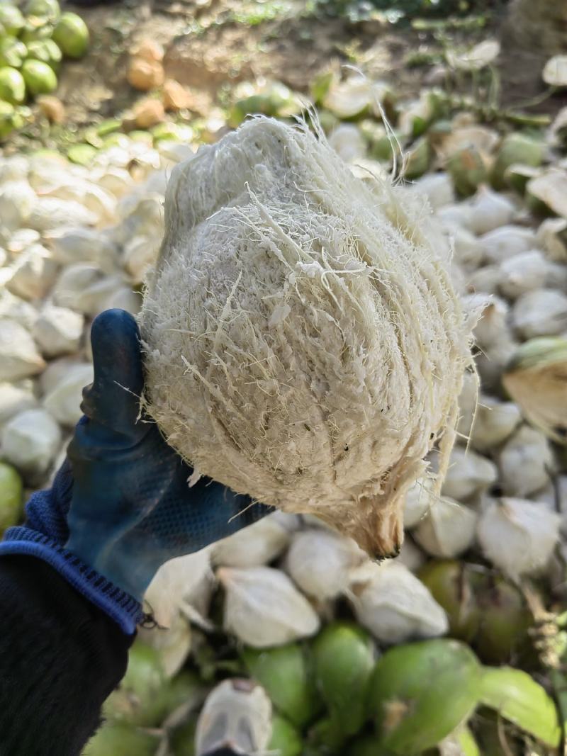 新鲜椰白，正宗海南文昌特产，去皮椰子，易开口