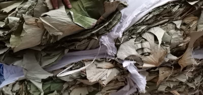 荷叶块荷叶丝大量供应荷叶下脚料等