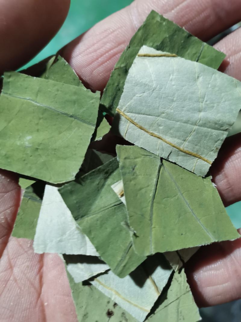 荷叶块荷叶丝大量供应荷叶下脚料等