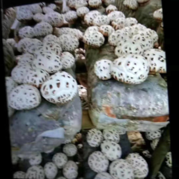 大花菇