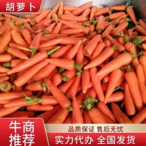 安徽萧县胡萝卜，中条，小条，基地直供保质保量诚信经营