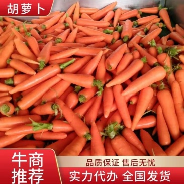安徽萧县胡萝卜，中条，小条，基地直供保质保量诚信经营