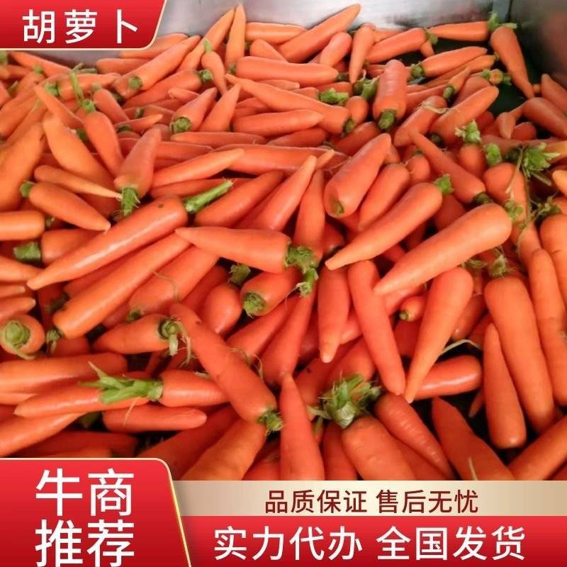 安徽萧县胡萝卜，中条，小条，基地直供保质保量诚信经营